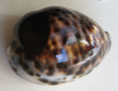 /products/cypraea-tigris-linnaeus-17588/